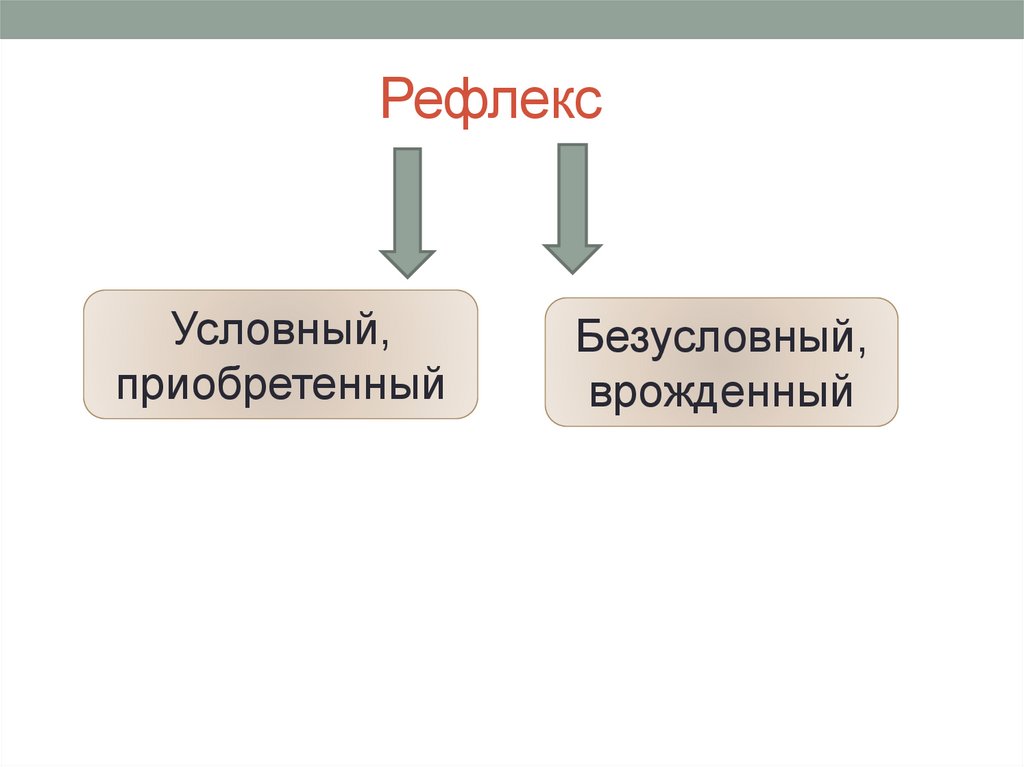 Рефлекс