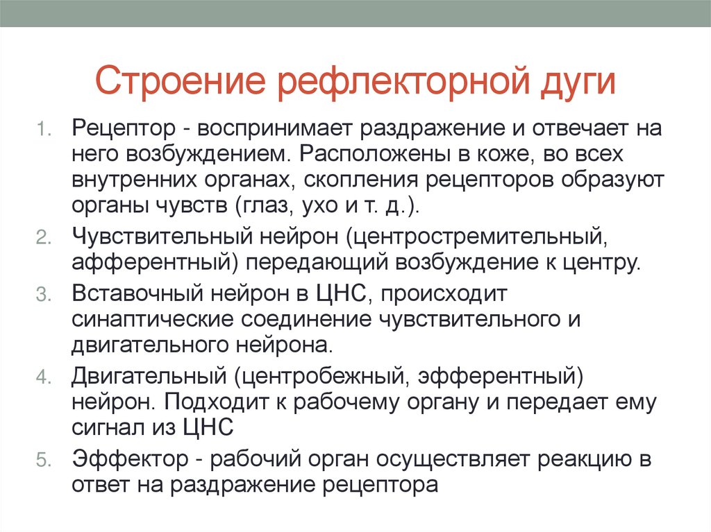 Строение рефлекторной дуги