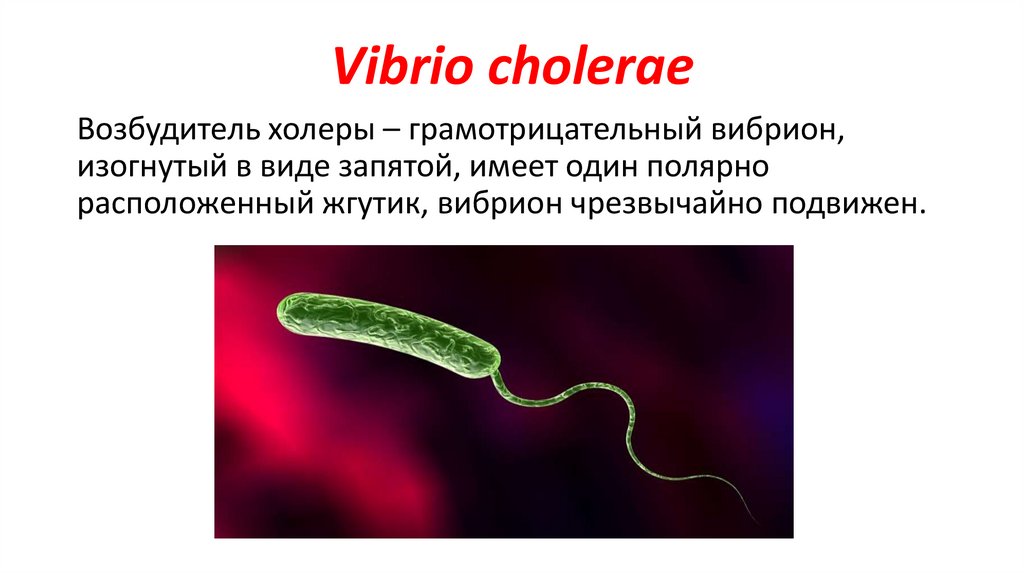 Vibrio cholerae