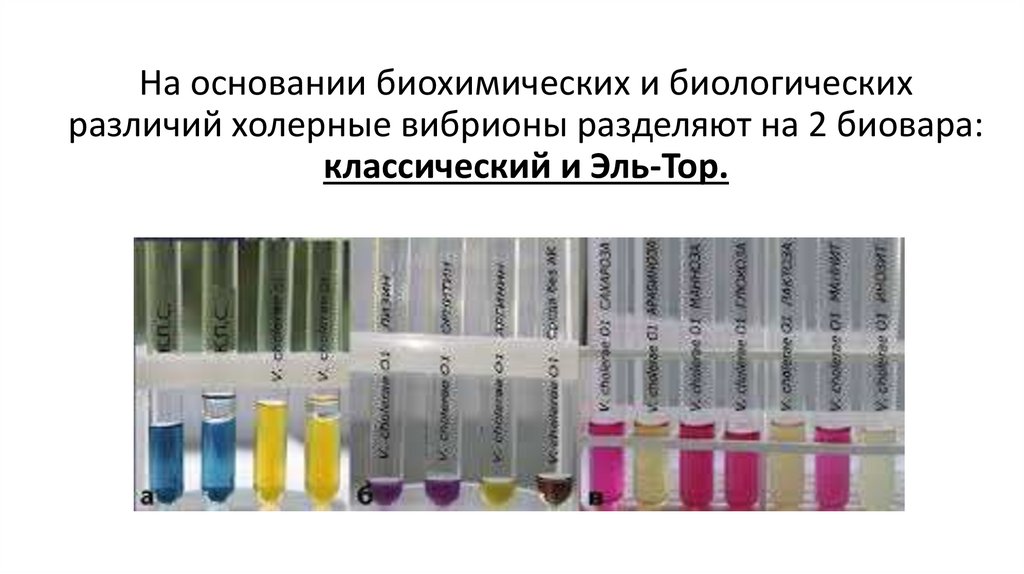 На основании биохимических и биологических различий холерные вибрионы разделяют на 2 биовара: классический и Эль-Тор.