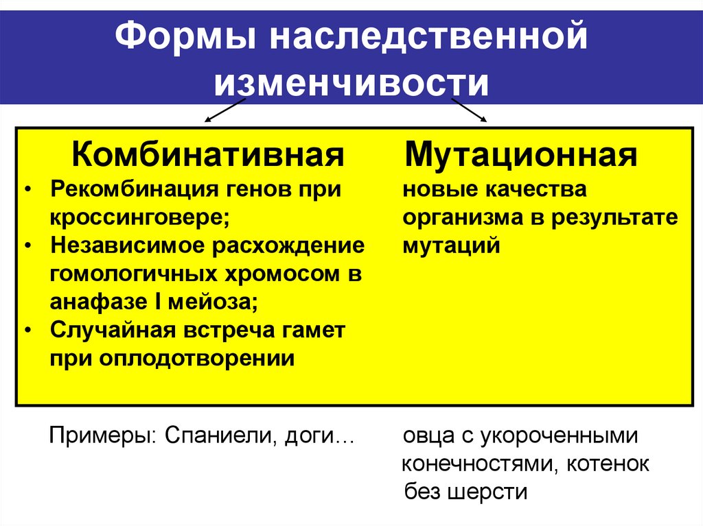 Формы наследственной изменчивости