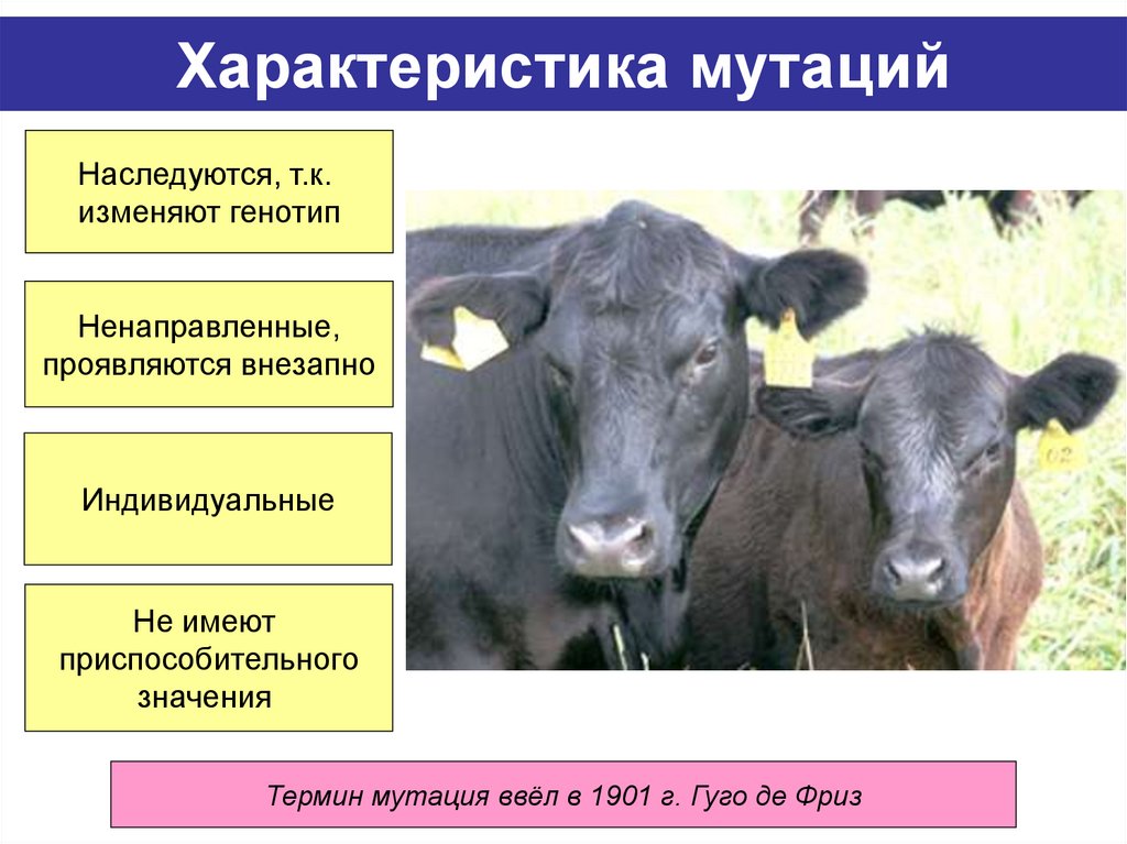 Характеристика мутаций