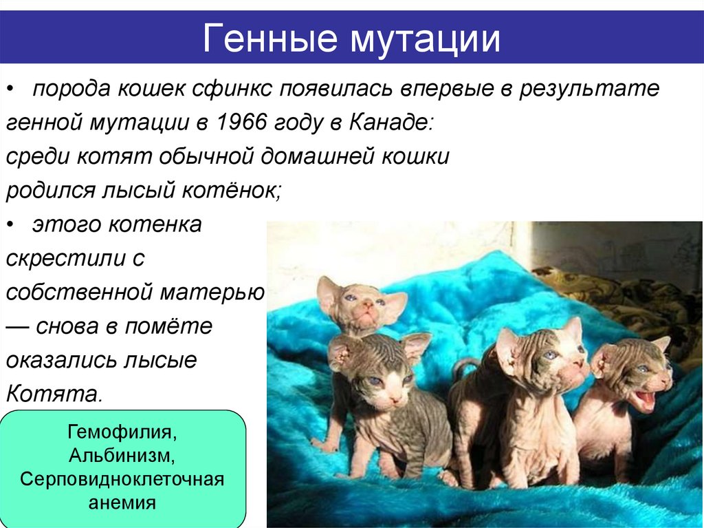 Генные мутации