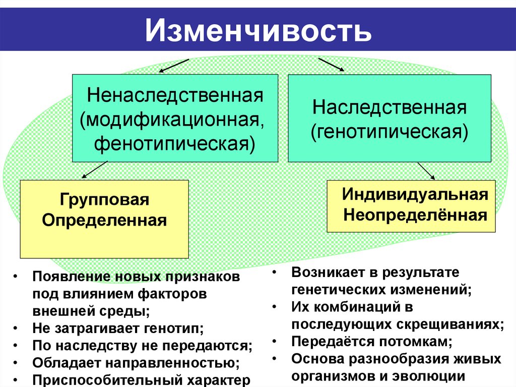 Изменчивость