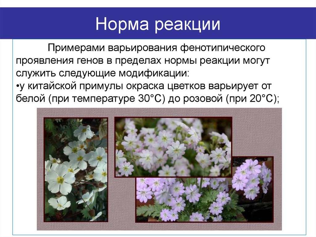 Норма реакции