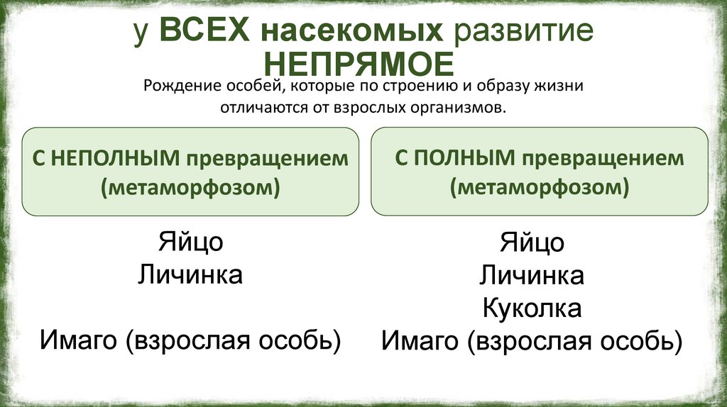 у ВСЕХ насекомых развитие НЕПРЯМОЕ 