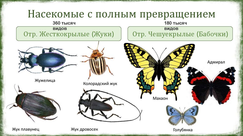 Насекомые с полным превращением