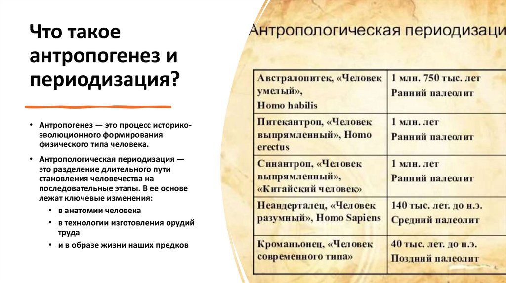 Что такое антропогенез и периодизация?
