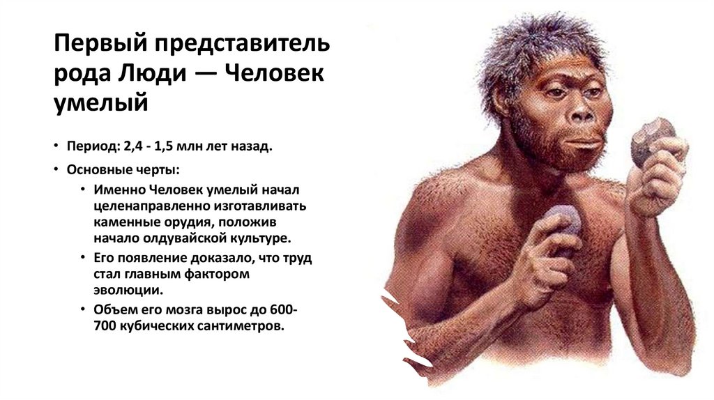Первый представитель рода Люди — Человек умелый