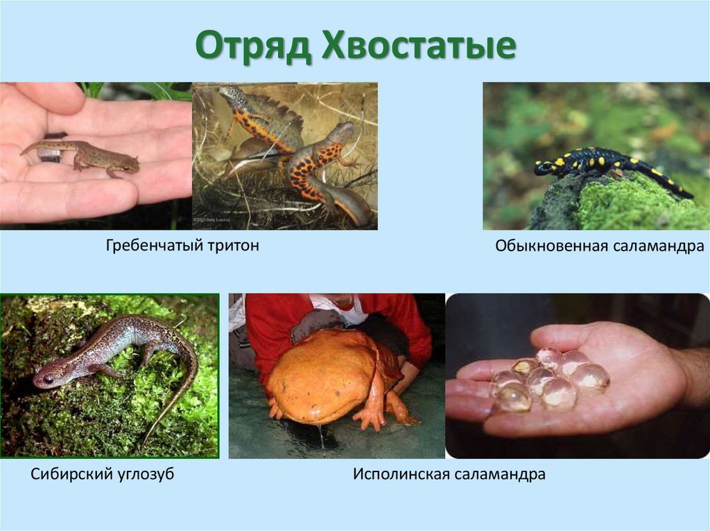 Отряд Хвостатые