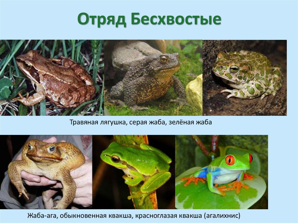 Отряд Бесхвостые