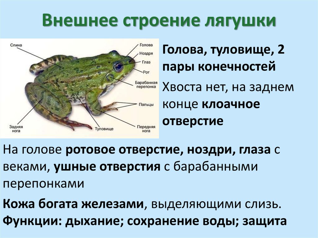 Внешнее строение лягушки
