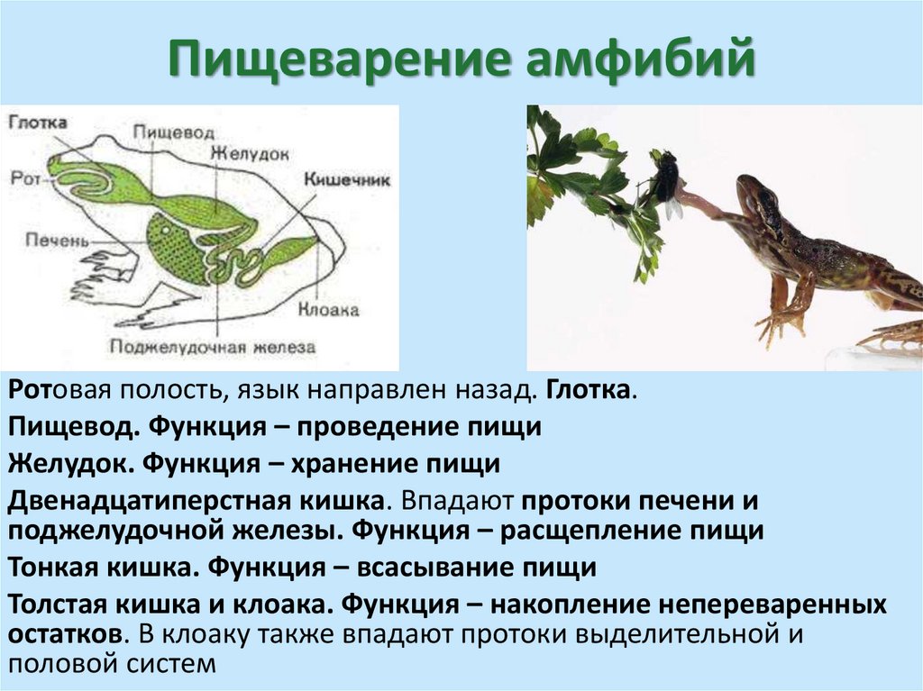 Пищеварение амфибий