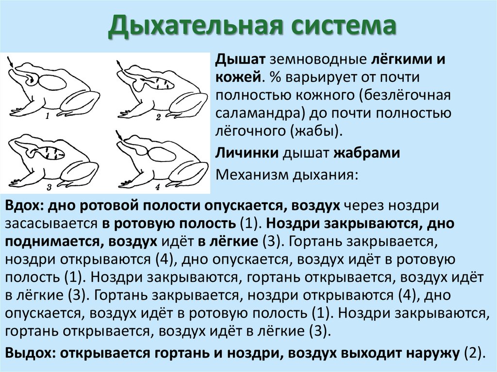 Дыхательная система