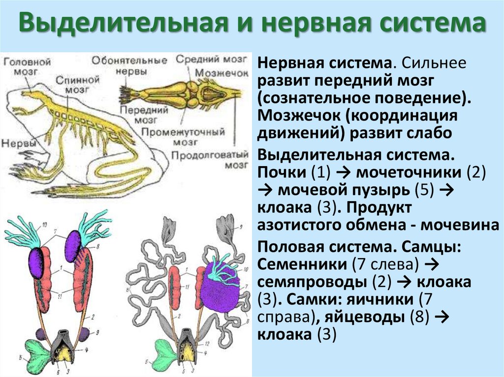 Выделительная и нервная система
