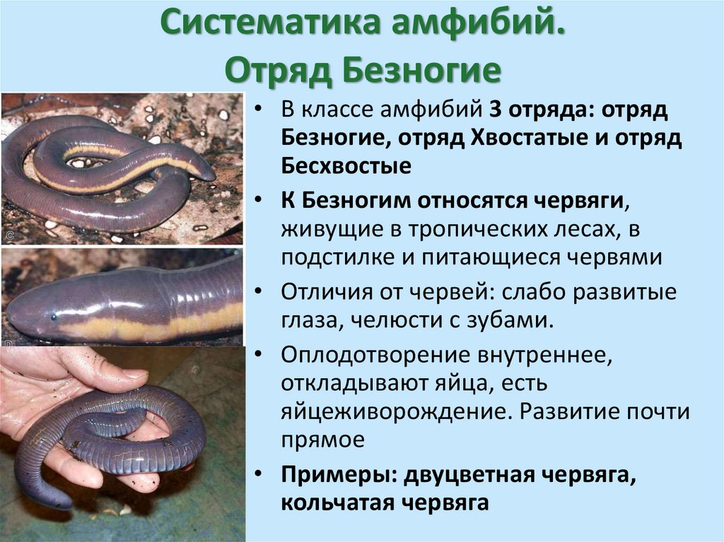 Систематика амфибий. Отряд Безногие