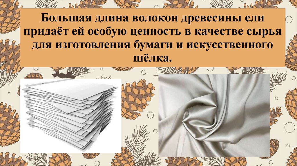 Большая длина волокон древесины ели придаёт ей особую ценность в качестве сырья для изготовления бумаги и искусственного шёлка.