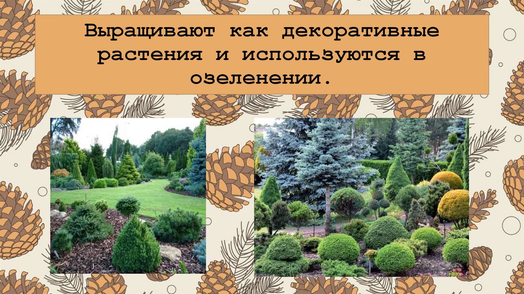 Выращивают как декоративные растения и используются в озеленении.