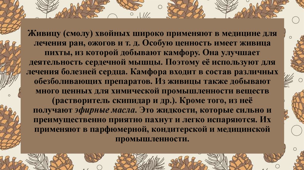 Живицу (смолу) хвойных широко применяют в медицине для лечения ран, ожогов и т. д. Особую ценность имеет живица пихты, из
