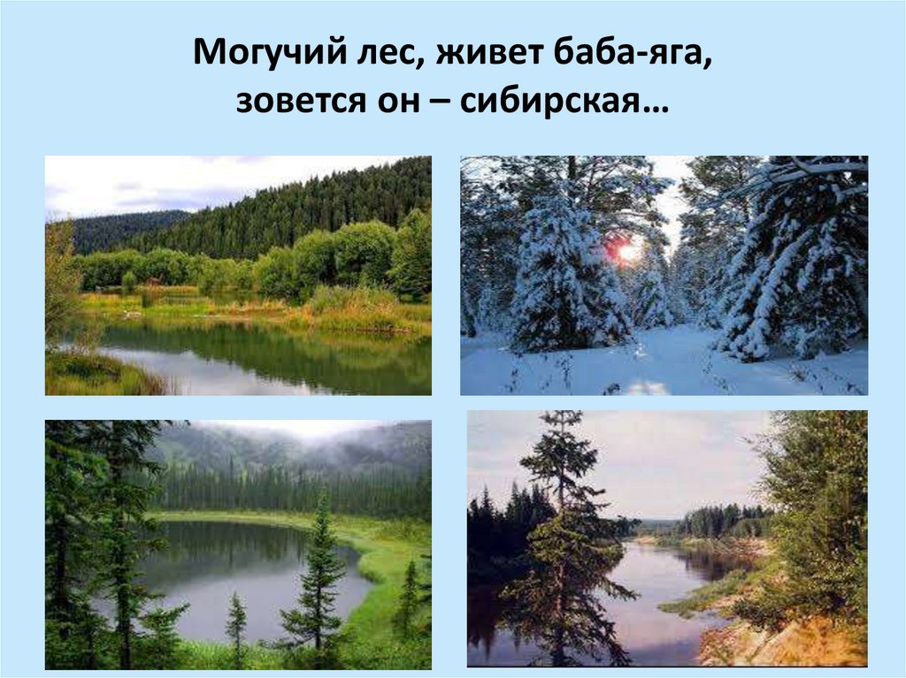Могучий лес, живет баба-яга, зовется он – сибирская…  