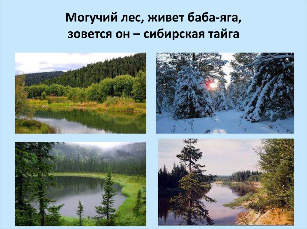 Могучий лес, живет баба-яга, зовется он – сибирская тайга  