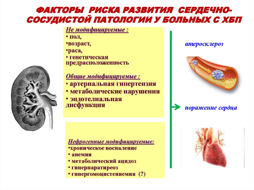 ФАКТОРЫ РИСКА РАЗВИТИЯ СЕРДЕЧНО-СОСУДИСТОЙ ПАТОЛОГИИ У БОЛЬНЫХ С ХБП