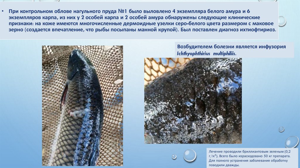 При контрольном облове нагульного пруда №1 было выловлено 4 экземпляра белого амура и 6 экземпляров карпа, из них у 2 особей