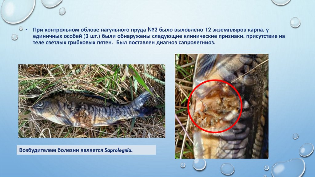 При контрольном облове нагульного пруда №2 было выловлено 12 экземпляров карпа, у единичных особей (2 шт.) были обнаружены