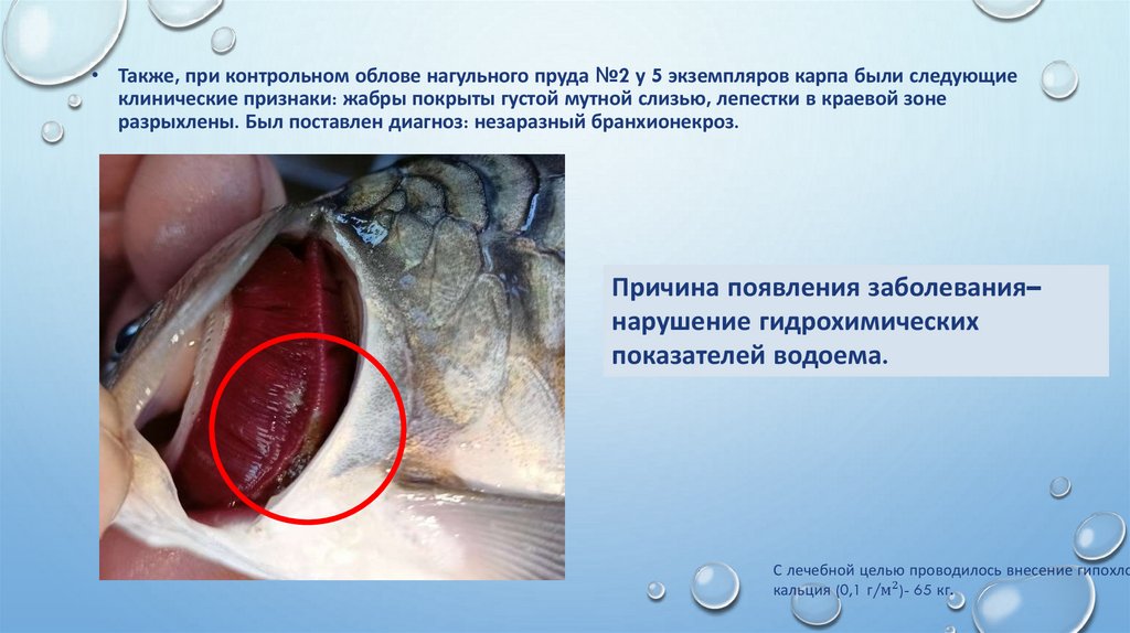 Также, при контрольном облове нагульного пруда №2 у 5 экземпляров карпа были следующие клинические признаки: жабры покрыты