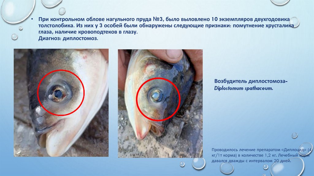 При контрольном облове нагульного пруда №3, было выловлено 10 экземпляров двухгодовика толстолобика. Из них у 3 особей были