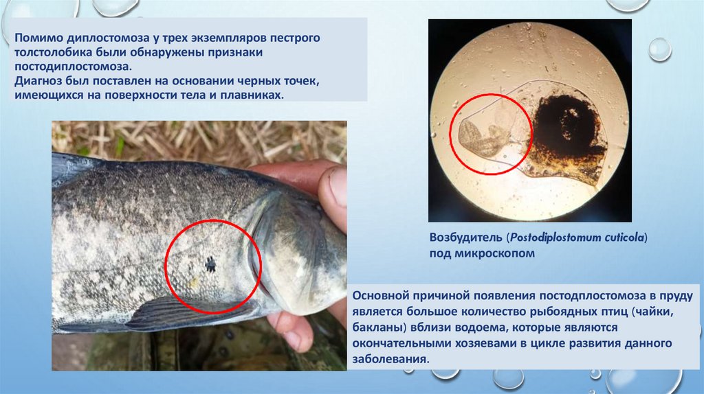 Помимо диплостомоза у трех экземпляров пестрого толстолобика были обнаружены признаки постодиплостомоза. Диагноз был поставлен