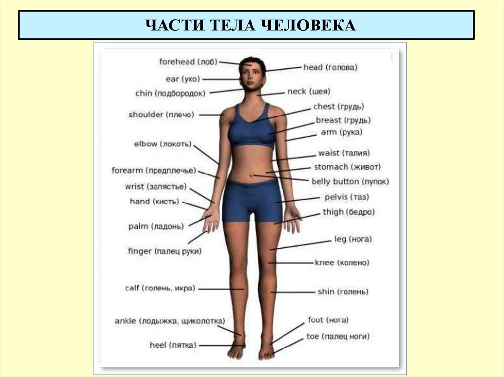 ЧАСТИ ТЕЛА ЧЕЛОВЕКА