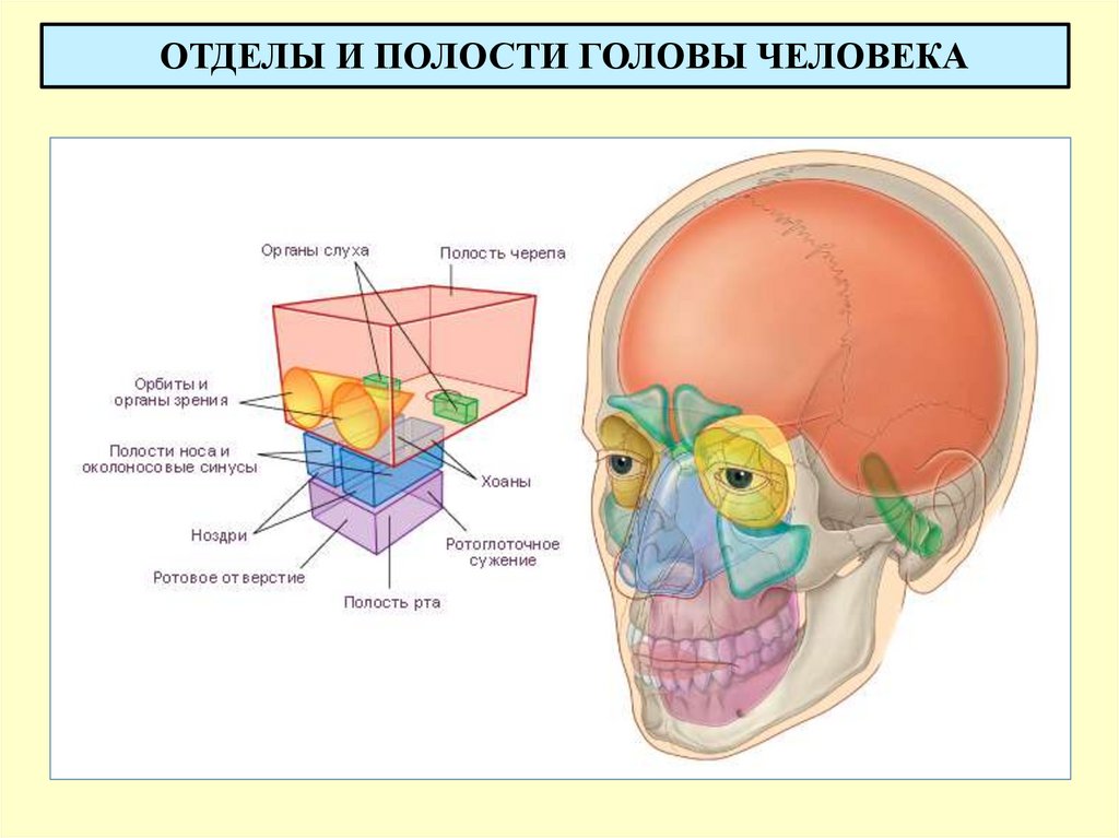 ОТДЕЛЫ И ПОЛОСТИ ГОЛОВЫ ЧЕЛОВЕКА
