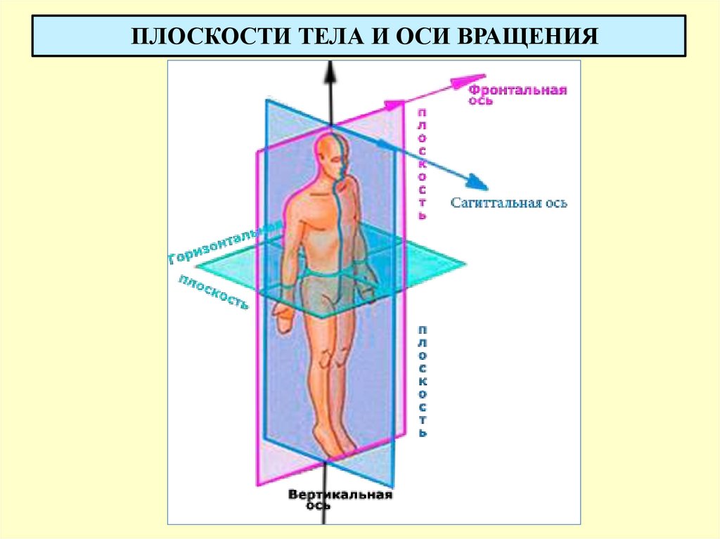 ПЛОСКОСТИ ТЕЛА И ОСИ ВРАЩЕНИЯ