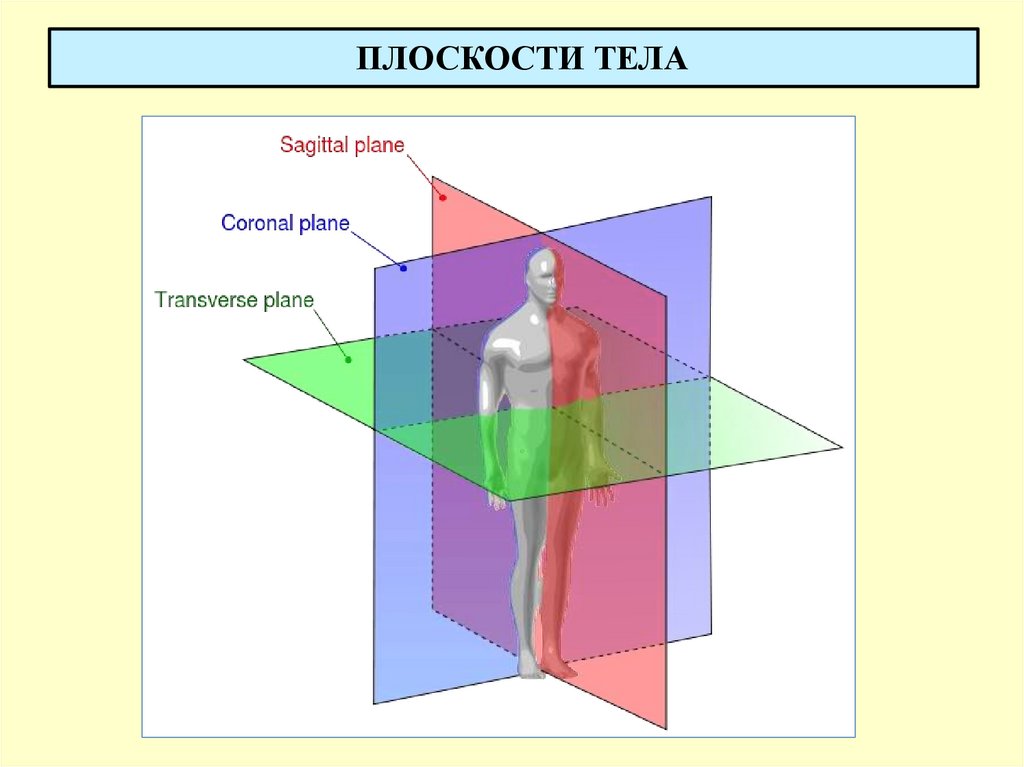 ПЛОСКОСТИ ТЕЛА