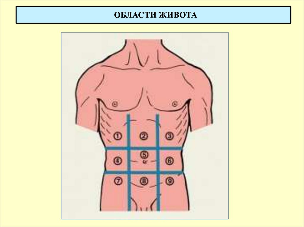 ОБЛАСТИ ЖИВОТА