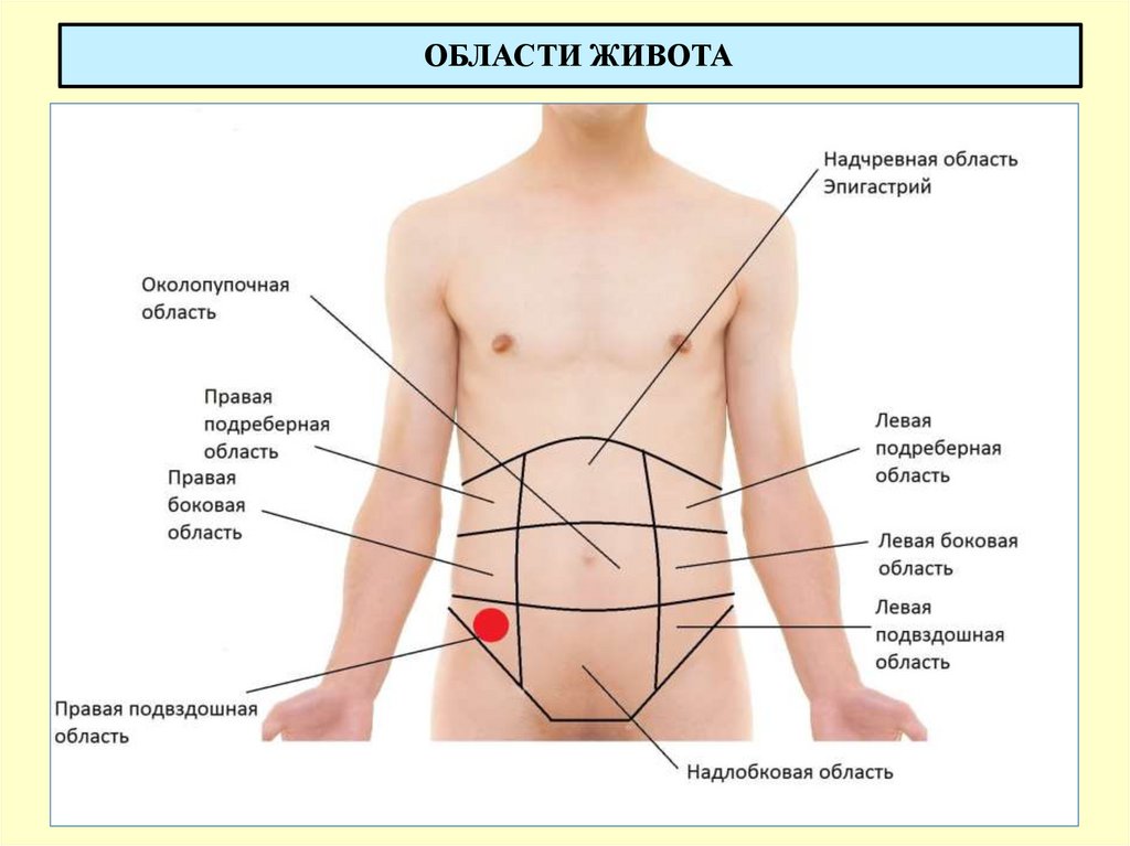 ОБЛАСТИ ЖИВОТА