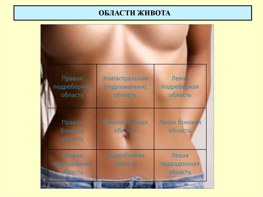 ОБЛАСТИ ЖИВОТА