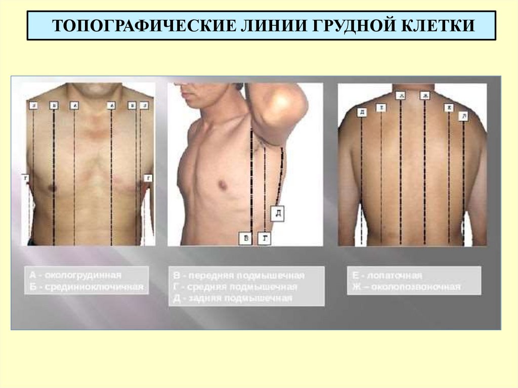 ТОПОГРАФИЧЕСКИЕ ЛИНИИ ГРУДНОЙ КЛЕТКИ