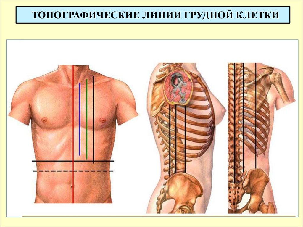 ТОПОГРАФИЧЕСКИЕ ЛИНИИ ГРУДНОЙ КЛЕТКИ