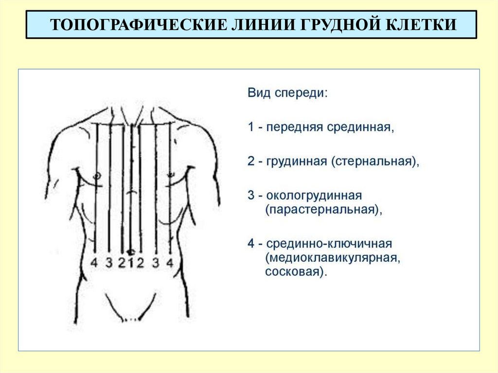 ТОПОГРАФИЧЕСКИЕ ЛИНИИ ГРУДНОЙ КЛЕТКИ