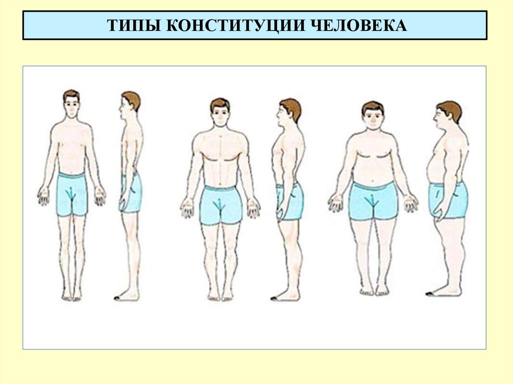 ТИПЫ КОНСТИТУЦИИ ЧЕЛОВЕКА