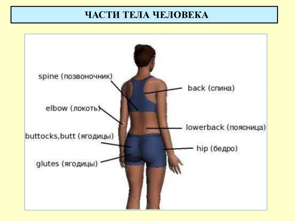 ЧАСТИ ТЕЛА ЧЕЛОВЕКА