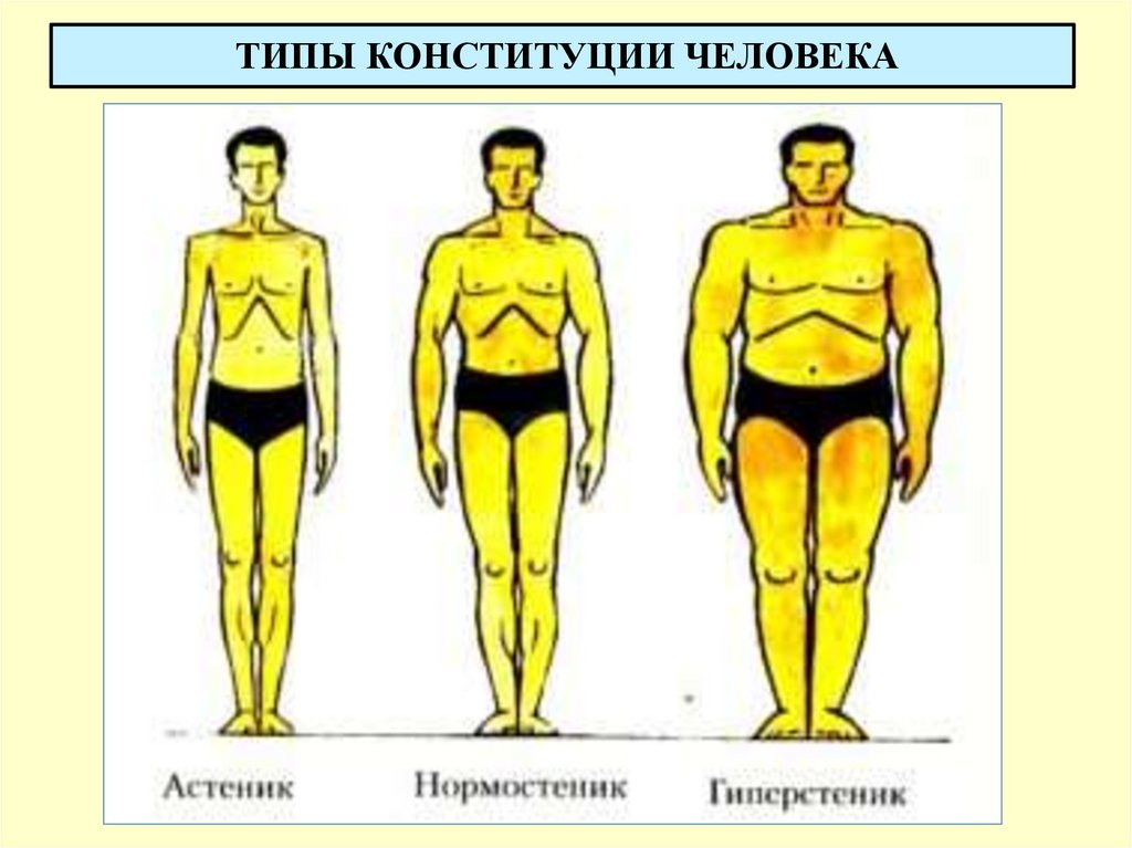 ТИПЫ КОНСТИТУЦИИ ЧЕЛОВЕКА