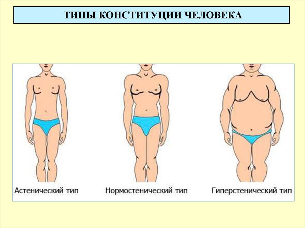 ТИПЫ КОНСТИТУЦИИ ЧЕЛОВЕКА