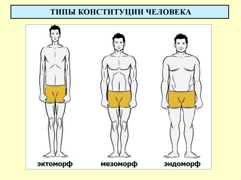 ТИПЫ КОНСТИТУЦИИ ЧЕЛОВЕКА