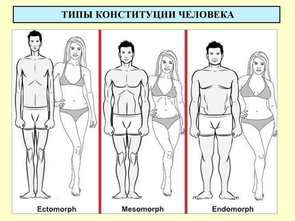 ТИПЫ КОНСТИТУЦИИ ЧЕЛОВЕКА
