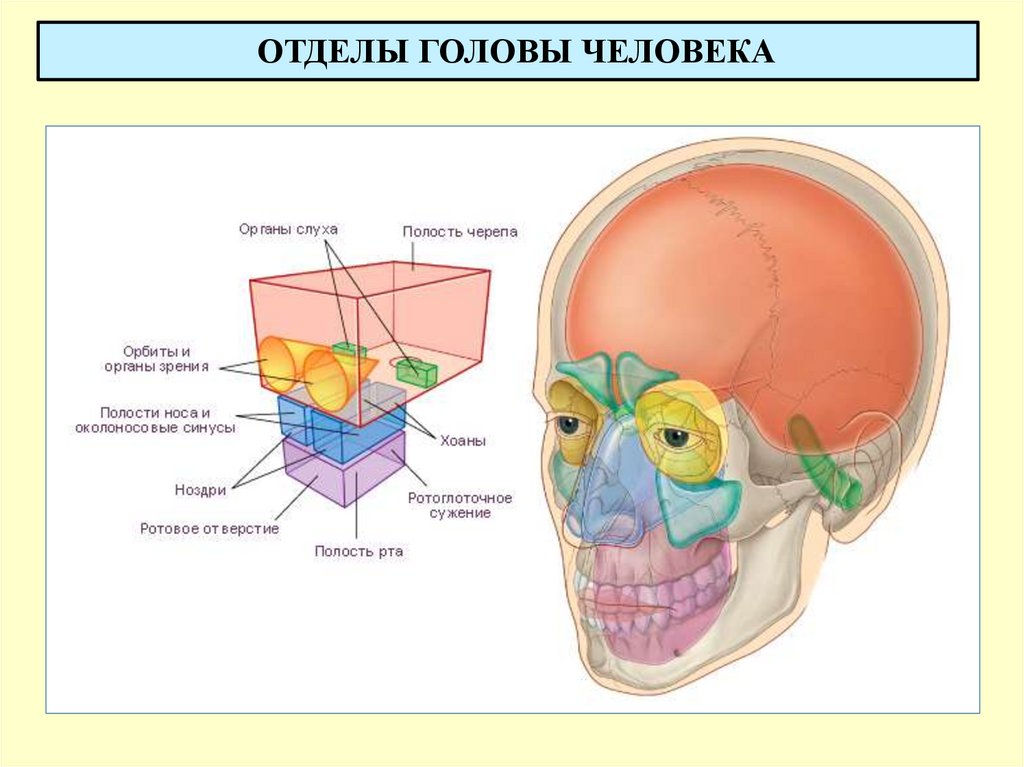 ОТДЕЛЫ ГОЛОВЫ ЧЕЛОВЕКА