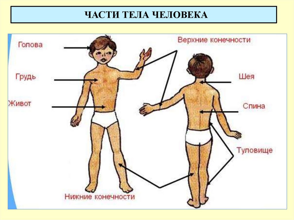 ЧАСТИ ТЕЛА ЧЕЛОВЕКА