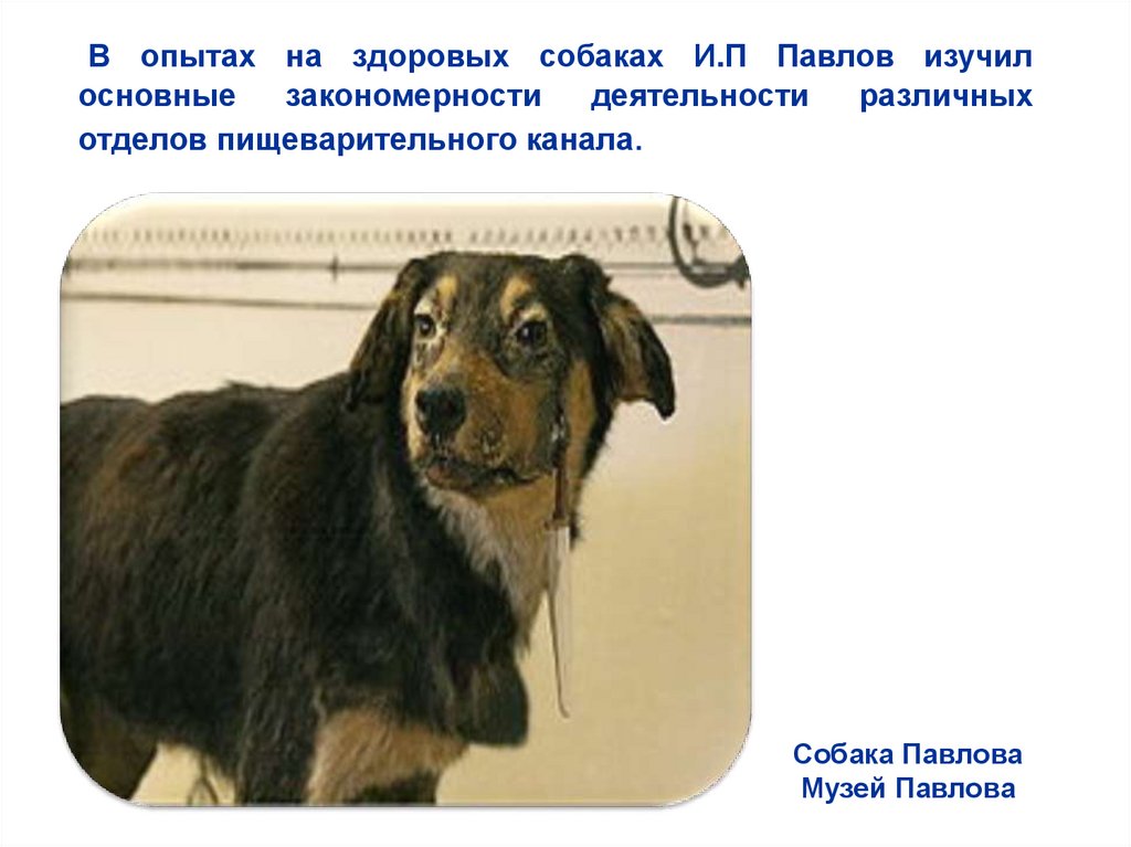 Собака Павлова Музей Павлова